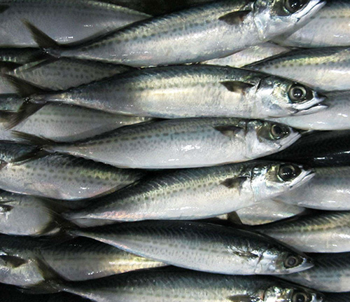 馬鮫魚